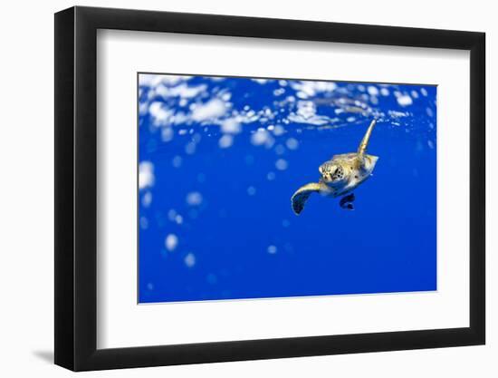 Underwater View of Green Sea Turtle in Hawaii-Paul Souders-Framed Premium Photographic Print