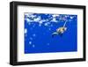 Underwater View of Green Sea Turtle in Hawaii-Paul Souders-Framed Premium Photographic Print