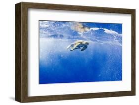 Underwater View of Green Sea Turtle in Hawaii-Paul Souders-Framed Photographic Print