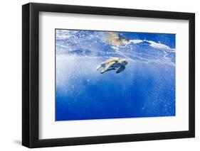 Underwater View of Green Sea Turtle in Hawaii-Paul Souders-Framed Photographic Print