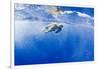 Underwater View of Green Sea Turtle in Hawaii-Paul Souders-Framed Photographic Print