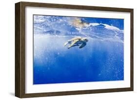 Underwater View of Green Sea Turtle in Hawaii-Paul Souders-Framed Photographic Print