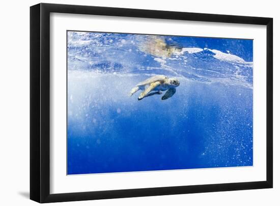 Underwater View of Green Sea Turtle in Hawaii-Paul Souders-Framed Photographic Print