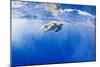 Underwater View of Green Sea Turtle in Hawaii-Paul Souders-Mounted Photographic Print