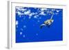 Underwater View of Green Sea Turtle in Hawaii-Paul Souders-Framed Photographic Print