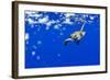 Underwater View of Green Sea Turtle in Hawaii-Paul Souders-Framed Photographic Print