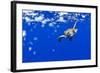 Underwater View of Green Sea Turtle in Hawaii-Paul Souders-Framed Photographic Print