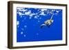 Underwater View of Green Sea Turtle in Hawaii-Paul Souders-Framed Photographic Print