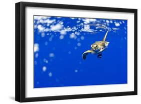 Underwater View of Green Sea Turtle in Hawaii-Paul Souders-Framed Photographic Print