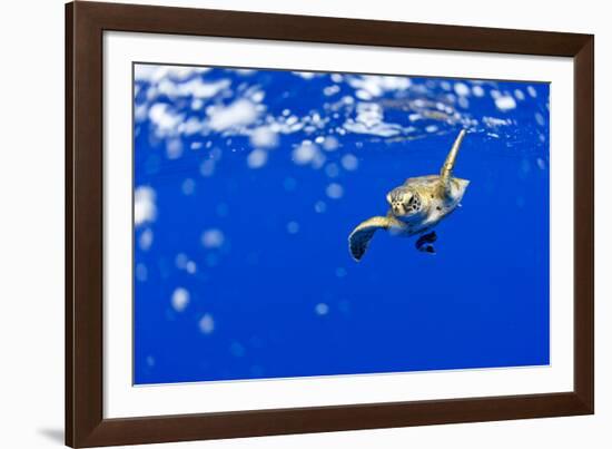 Underwater View of Green Sea Turtle in Hawaii-Paul Souders-Framed Photographic Print