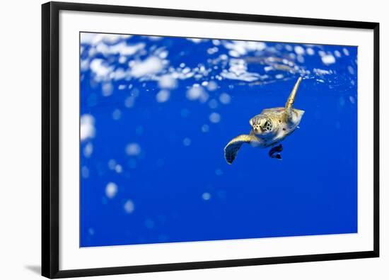 Underwater View of Green Sea Turtle in Hawaii-Paul Souders-Framed Photographic Print