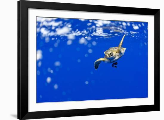Underwater View of Green Sea Turtle in Hawaii-Paul Souders-Framed Photographic Print