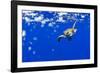 Underwater View of Green Sea Turtle in Hawaii-Paul Souders-Framed Photographic Print