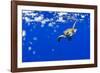 Underwater View of Green Sea Turtle in Hawaii-Paul Souders-Framed Photographic Print