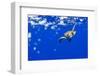 Underwater View of Green Sea Turtle in Hawaii-Paul Souders-Framed Photographic Print