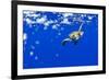 Underwater View of Green Sea Turtle in Hawaii-Paul Souders-Framed Photographic Print