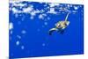 Underwater View of Green Sea Turtle in Hawaii-Paul Souders-Mounted Photographic Print