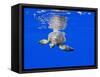 Underwater View of Green Sea Turtle-Paul Souders-Framed Stretched Canvas