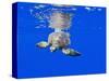 Underwater View of Green Sea Turtle-Paul Souders-Stretched Canvas