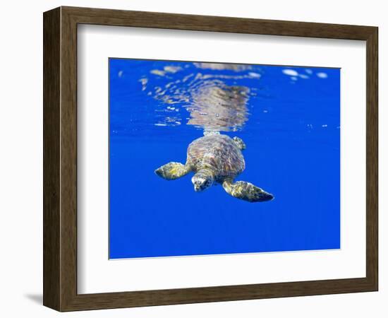 Underwater View of Green Sea Turtle-Paul Souders-Framed Photographic Print