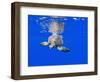 Underwater View of Green Sea Turtle-Paul Souders-Framed Photographic Print