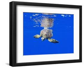 Underwater View of Green Sea Turtle-Paul Souders-Framed Photographic Print