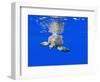 Underwater View of Green Sea Turtle-Paul Souders-Framed Photographic Print