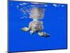 Underwater View of Green Sea Turtle-Paul Souders-Mounted Photographic Print