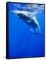 Underwater View of Humpback Whale Resting at Surface-Paul Souders-Framed Stretched Canvas