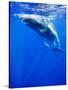 Underwater View of Humpback Whale Resting at Surface-Paul Souders-Stretched Canvas