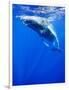 Underwater View of Humpback Whale Resting at Surface-Paul Souders-Framed Photographic Print