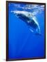 Underwater View of Humpback Whale Resting at Surface-Paul Souders-Framed Photographic Print