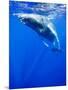 Underwater View of Humpback Whale Resting at Surface-Paul Souders-Mounted Photographic Print