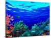 Underwater View of Pallid Triggerfish (Sufflamen Bursa), Oriental Sweetlips (Plectorhinchus Vitt...-null-Stretched Canvas