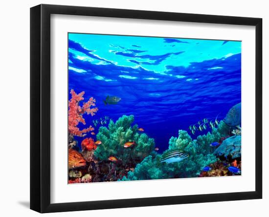 Underwater View of Pallid Triggerfish (Sufflamen Bursa), Oriental Sweetlips (Plectorhinchus Vitt...-null-Framed Premium Photographic Print