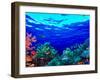 Underwater View of Pallid Triggerfish (Sufflamen Bursa), Oriental Sweetlips (Plectorhinchus Vitt...-null-Framed Photographic Print