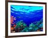 Underwater View of Pallid Triggerfish (Sufflamen Bursa), Oriental Sweetlips (Plectorhinchus Vitt...-null-Framed Photographic Print