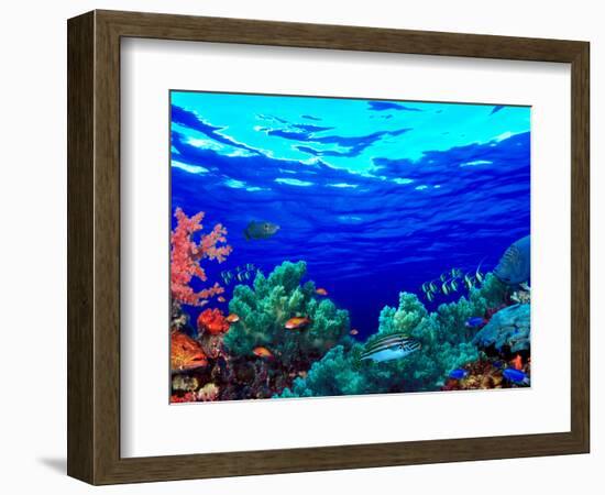 Underwater View of Pallid Triggerfish (Sufflamen Bursa), Oriental Sweetlips (Plectorhinchus Vitt...-null-Framed Photographic Print