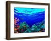 Underwater View of Pallid Triggerfish (Sufflamen Bursa), Oriental Sweetlips (Plectorhinchus Vitt...-null-Framed Photographic Print