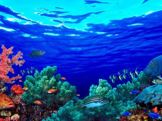 Photographic Print, , large