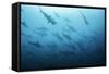 Underwater View of Scalloped Hammerhead Sharks Swimming in the Waters off Darwin Island, Galapagos-Wildestanimal-Framed Stretched Canvas