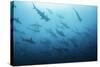 Underwater View of Scalloped Hammerhead Sharks Swimming in the Waters off Darwin Island, Galapagos-Wildestanimal-Stretched Canvas