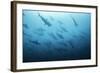 Underwater View of Scalloped Hammerhead Sharks Swimming in the Waters off Darwin Island, Galapagos-Wildestanimal-Framed Photographic Print