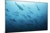 Underwater View of Scalloped Hammerhead Sharks Swimming in the Waters off Darwin Island, Galapagos-Wildestanimal-Mounted Photographic Print