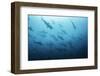 Underwater View of Scalloped Hammerhead Sharks Swimming in the Waters off Darwin Island, Galapagos-Wildestanimal-Framed Photographic Print