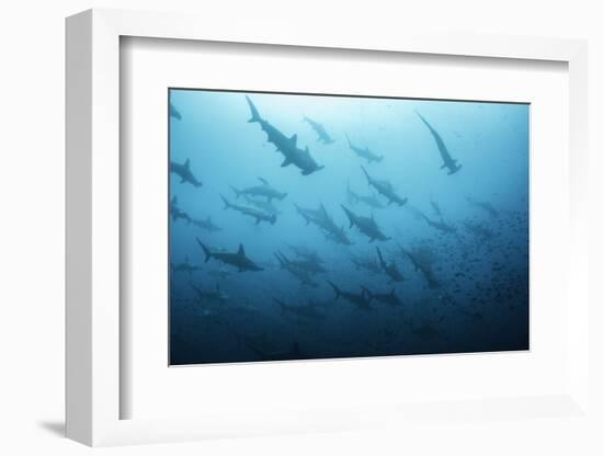 Underwater View of Scalloped Hammerhead Sharks Swimming in the Waters off Darwin Island, Galapagos-Wildestanimal-Framed Photographic Print