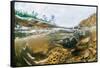 Underwater view of spawning salmon, Sitka, Alaska-Mark A Johnson-Framed Stretched Canvas