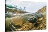 Underwater view of spawning salmon, Sitka, Alaska-Mark A Johnson-Stretched Canvas