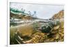 Underwater view of spawning salmon, Sitka, Alaska-Mark A Johnson-Framed Photographic Print