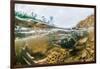 Underwater view of spawning salmon, Sitka, Alaska-Mark A Johnson-Framed Photographic Print